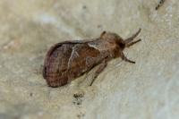 Triodia sylvina