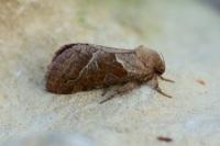 Triodia sylvina