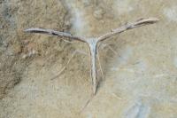Emmelina monodactyla