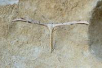 Emmelina monodactyla