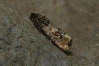 Piniphila bifasciana
