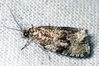 Celypha lacunana