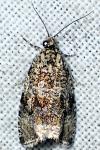 Celypha lacunana