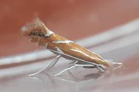Phyllonorycter leucographella