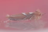 Phyllonorycter endryella