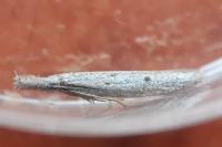 Pleurota gallicella