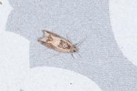 Crocidosema plebejana