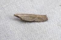 Anarsia spartiella