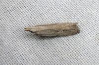 Anarsia spartiella