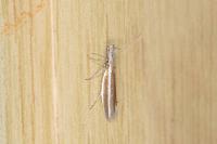 Pleurota aristella