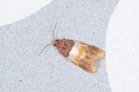 Epinotia festivana