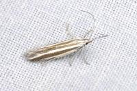 Coleophora eupreta