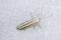 Coleophora eupreta