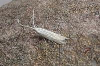 Coleophora