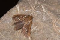 Korscheltellus lupulinus
