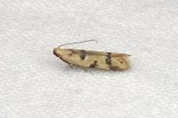 Mesophleps oxycedrella