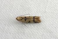 Mesophleps oxycedrella