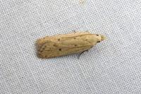 Nothris verbascella