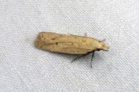Nothris verbascella