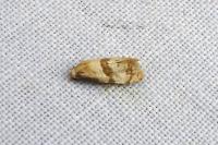 Phalonidia contractana