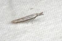 Pleurota ericella