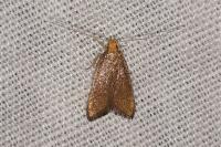 Eurodachtha pallicornella