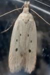 Nothris verbascella