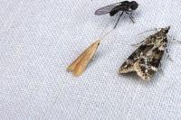 Coleophora