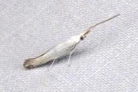 Coleophora