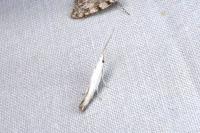 Coleophora