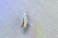 Coleophora