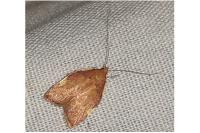 Carcina quercana