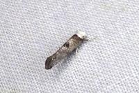 Paraswammerdamia albicapitella