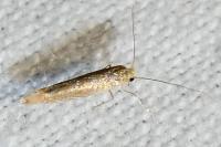 Phyllonorycter messaniella