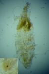 Phyllonorycter messaniella