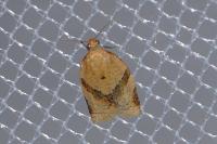 Clepsis consimilana