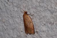 Clepsis consimilana