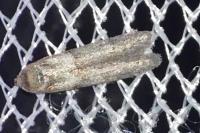 Blastobasis