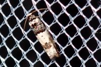 Epinotia thapsiana