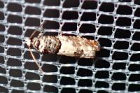 Epinotia thapsiana