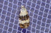 Phtheochroa duponchelana