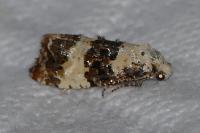 Phtheochroa duponchelana