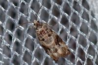 Lobesia botrana