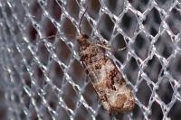 Lobesia botrana