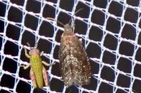 Grapholita