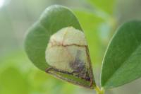 Trifurcula cryptella