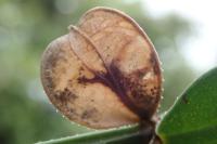 Pragmatodes melagonella