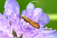 Nemophora metallica
