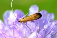 Nemophora metallica