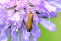 Nemophora metallica